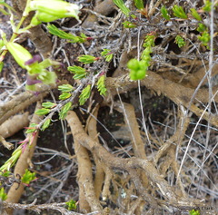 Silene struthioloides