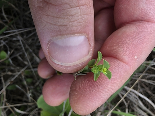 Image of Euphorbia spathulata by (c) Cleveland Powell, some rights reserved (CC BY)