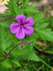 Geranium yeoi