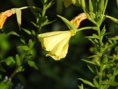 Oenothera oehlkersi