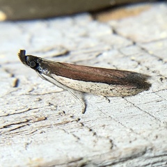 Tampa dimediatella