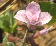 Syncolostemon elliottii image