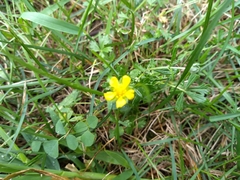 Potentilla inclinata