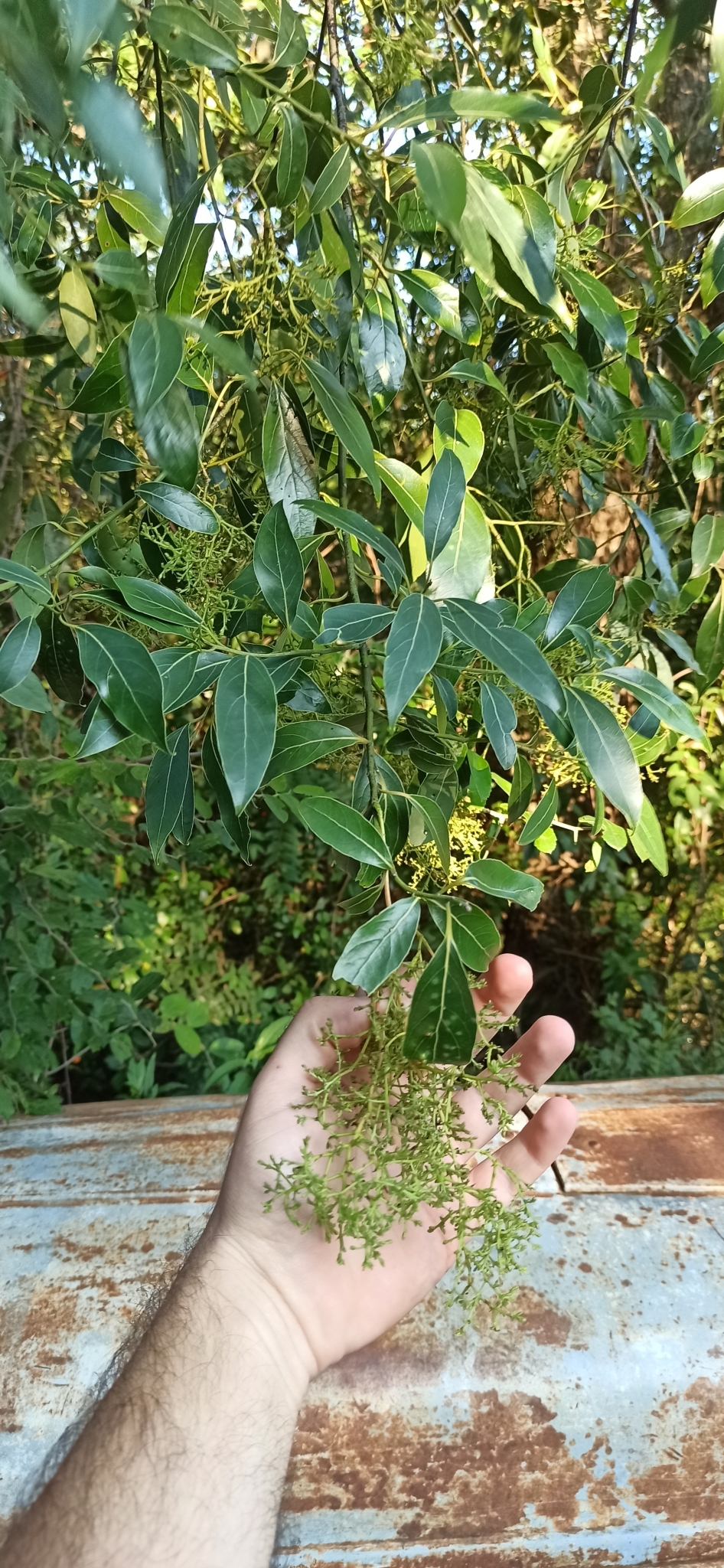 Imagem de Canela-sassafrás