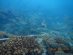 Mulloidichthys dentatus