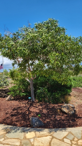 Acacia koa observed 2025-04-28