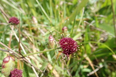 Sanicula bipinnatifida