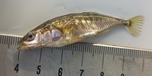 Threespine Stickleback