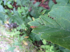 Psila fimetaria