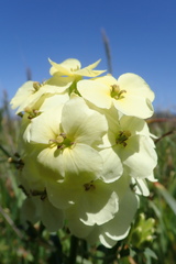 Erysimum concinnum