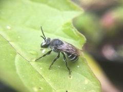 Colletes latitarsis