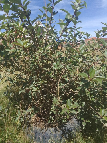 Actinidia rufa iNat (1)