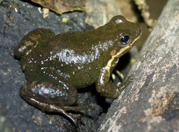 Schmidt's Spinythumb Frog