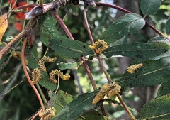 Pristiphora geniculata