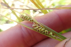 Carex pellita