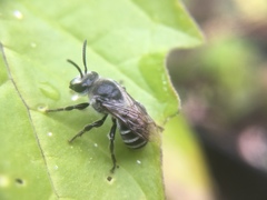 Colletes latitarsis