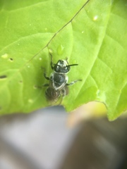 Colletes latitarsis