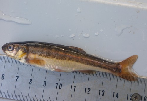 European Minnow