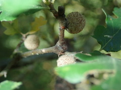 Burnettweldia washingtonensis