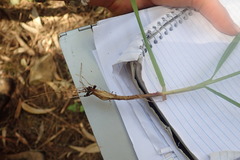 Melica subulata