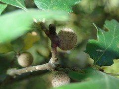 Burnettweldia washingtonensis
