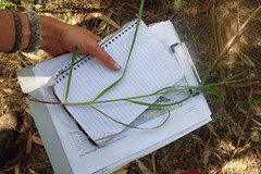 Melica subulata
