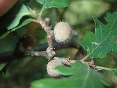 Burnettweldia washingtonensis
