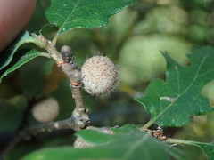 Burnettweldia washingtonensis