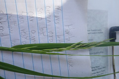 Melica subulata