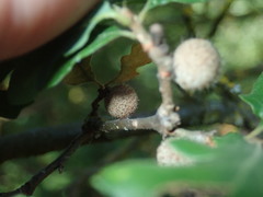 Burnettweldia washingtonensis