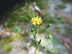 Hieracium venosum