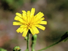Hieracium venosum