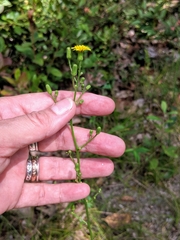 Hieracium venosum