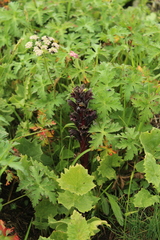 Orobanche gamosepala