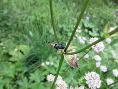 Otiorhynchus gemmatus