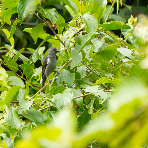 Sulphur-rumped Tanager (Heterospingus rubrifrons), photo 2