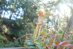 Calyptospora columnaris