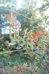 Calyptospora columnaris