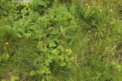 Dolichorrhiza caucasica