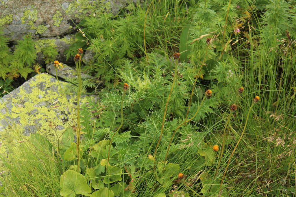 Dolichorrhiza caucasica