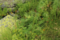 Dolichorrhiza caucasica