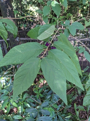Image of Callicarpa pedunculata by (c) Matthew Borella, some rights reserved (CC BY)