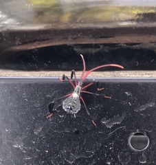 Acanthocephala declivis