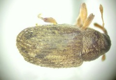 Lignyodes