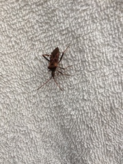 Leptoglossus occidentalis