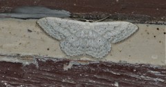 Scopula incanata