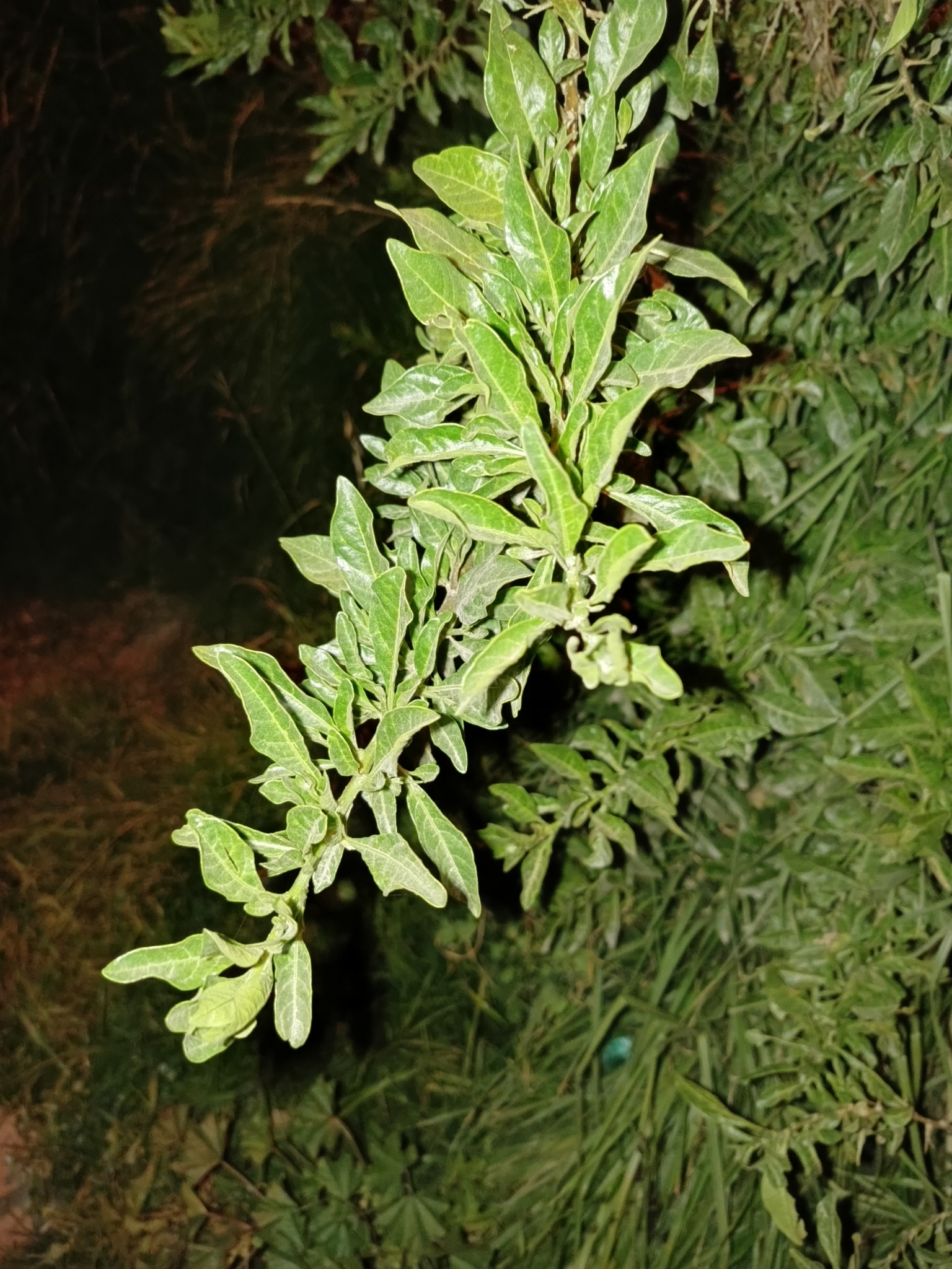 Imagem de Pimenteira-de-jardim