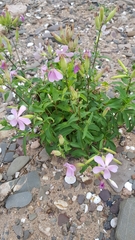 Saponaria officinalis