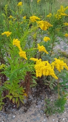 Solidago gigantea