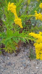 Solidago gigantea